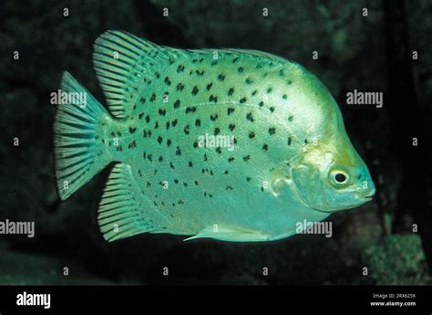 Argus Fish Size .